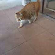 ヒメ日記 2025/04/14 18:43 投稿 あかつき 博多の熟女