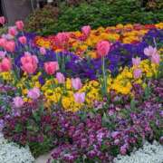 ヒメ日記 2025/04/16 17:13 投稿 あかつき 博多の熟女