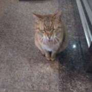 ヒメ日記 2025/04/18 15:23 投稿 あかつき 博多の熟女