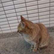 ヒメ日記 2025/04/21 21:53 投稿 あかつき 博多の熟女