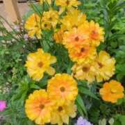 ヒメ日記 2025/04/22 12:53 投稿 あかつき 博多の熟女