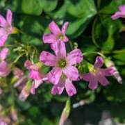 ヒメ日記 2025/04/27 11:53 投稿 あかつき 博多の熟女