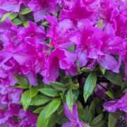 ヒメ日記 2025/04/28 11:43 投稿 あかつき 博多の熟女