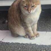 ヒメ日記 2025/05/10 23:23 投稿 あかつき 博多の熟女