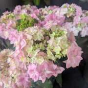 ヒメ日記 2025/05/12 12:23 投稿 あかつき 博多の熟女