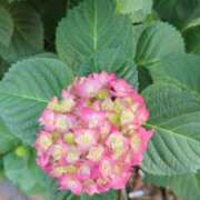 ヒメ日記 2025/05/19 11:53 投稿 あかつき 博多の熟女