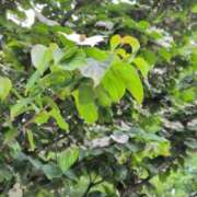 ヒメ日記 2025/05/21 13:23 投稿 あかつき 博多の熟女