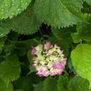 ヒメ日記 2025/05/22 11:23 投稿 あかつき 博多の熟女