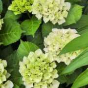 ヒメ日記 2025/05/25 15:53 投稿 あかつき 博多の熟女