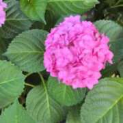 ヒメ日記 2025/05/27 11:23 投稿 あかつき 博多の熟女