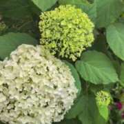 ヒメ日記 2025/05/29 12:04 投稿 あかつき 博多の熟女