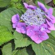 ヒメ日記 2025/06/05 11:43 投稿 あかつき 博多の熟女