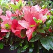 ヒメ日記 2025/06/10 15:03 投稿 あかつき 博多の熟女