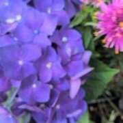 ヒメ日記 2025/06/16 06:53 投稿 あかつき 博多の熟女