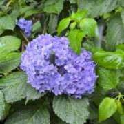 ヒメ日記 2025/06/25 12:05 投稿 あかつき 博多の熟女