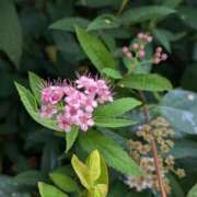 ヒメ日記 2025/07/06 18:53 投稿 あかつき 博多の熟女