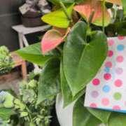 ヒメ日記 2025/07/08 14:04 投稿 あかつき 博多の熟女