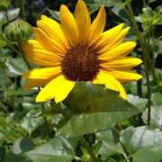 ヒメ日記 2025/07/11 06:53 投稿 あかつき 博多の熟女