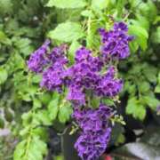 ヒメ日記 2025/08/06 11:23 投稿 あかつき 博多の熟女