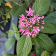 ヒメ日記 2025/08/15 19:23 投稿 あかつき 博多の熟女