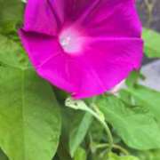 ヒメ日記 2025/08/21 11:13 投稿 あかつき 博多の熟女