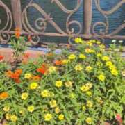 ヒメ日記 2025/08/29 11:13 投稿 あかつき 博多の熟女