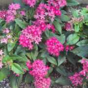 ヒメ日記 2025/08/29 17:43 投稿 あかつき 博多の熟女