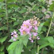 ヒメ日記 2025/09/02 16:43 投稿 あかつき 博多の熟女