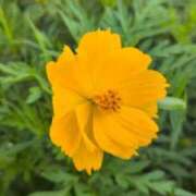 ヒメ日記 2025/09/11 13:23 投稿 あかつき 博多の熟女