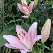 ヒメ日記 2025/10/14 14:07 投稿 あかつき 博多の熟女