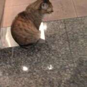 ヒメ日記 2025/10/28 14:13 投稿 あかつき 博多の熟女