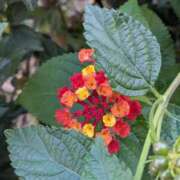 ヒメ日記 2025/11/08 15:53 投稿 あかつき 博多の熟女