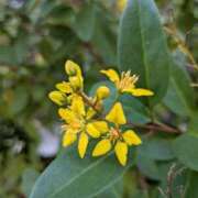 ヒメ日記 2025/11/16 18:03 投稿 あかつき 博多の熟女