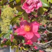 ヒメ日記 2026/01/17 12:23 投稿 あかつき 博多の熟女