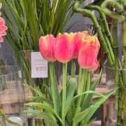 ヒメ日記 2026/02/18 17:33 投稿 あかつき 博多の熟女