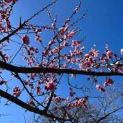 なみき 春爛漫 厚木人妻城