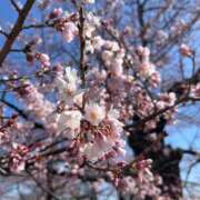 ヒメ日記 2025/04/13 10:42 投稿 愛海-あいみ- 人妻倶楽部 花椿北上店