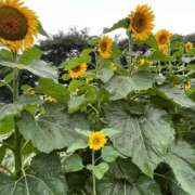 ヒメ日記 2025/08/15 15:22 投稿 愛海-あいみ- 人妻倶楽部 花椿北上店