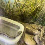 ヒメ日記 2025/10/31 14:42 投稿 愛海-あいみ- 人妻倶楽部 花椿北上店