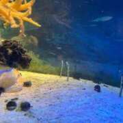 ヒメ日記 2025/11/12 10:57 投稿 愛海-あいみ- 人妻倶楽部 花椿北上店