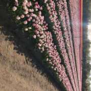 ヒメ日記 2026/05/08 10:42 投稿 愛海-あいみ- 人妻倶楽部 花椿北上店