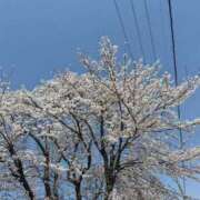 ヒメ日記 2025/04/19 11:02 投稿 瑚亜-こあ- 人妻倶楽部 花椿北上店