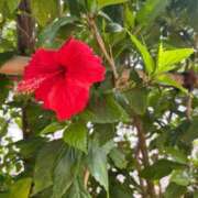 ヒメ日記 2025/12/13 14:02 投稿 小鳥-ことり- 人妻倶楽部 花椿北上店