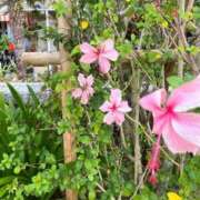 ヒメ日記 2025/12/15 08:12 投稿 小鳥-ことり- 人妻倶楽部 花椿北上店