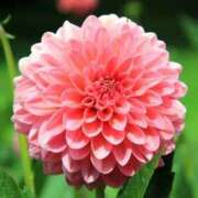 ヒメ日記 2025/08/28 14:22 投稿 瑠々-るる- 人妻倶楽部 花椿北上店