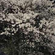 ヒメ日記 2025/04/15 17:52 投稿 虹花-にじか- 人妻倶楽部 花椿北上店