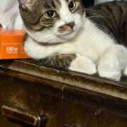 ヒメ日記 2025/04/15 23:17 投稿 虹花-にじか- 人妻倶楽部 花椿北上店