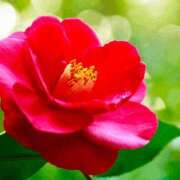 ヒメ日記 2025/04/01 20:12 投稿 陽美-はるみ- 人妻倶楽部 花椿北上店