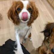 ヒメ日記 2025/04/02 22:22 投稿 陽美-はるみ- 人妻倶楽部 花椿北上店