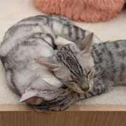 ヒメ日記 2025/04/04 10:42 投稿 陽美-はるみ- 人妻倶楽部 花椿北上店